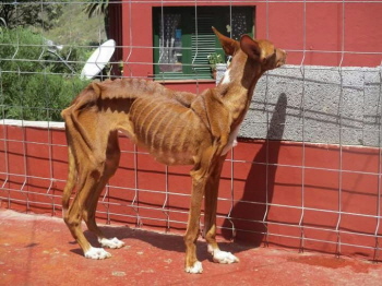 Hund PERO Hund PERO