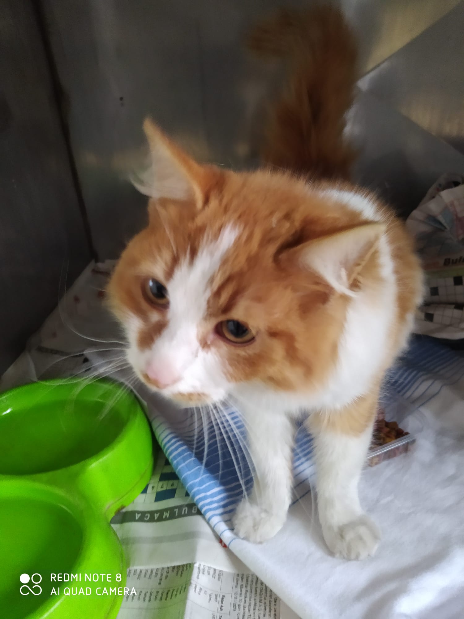 M I M I - eine aus dem türk. Erdbebengebiet geborgene Katze M I M I - eine aus dem türk. Erdbebengebiet geborgene Katze