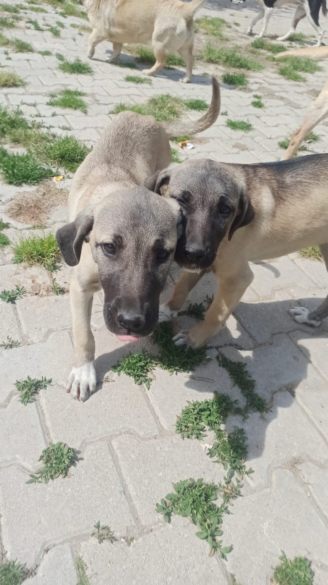 ILKAY und FILIZ - 2 Brüder, die aus dem Erdbebengebiet gerettet wurden ILKAY und FILIZ - 2 Brüder, die aus dem Erdbebengebiet gerettet wurden