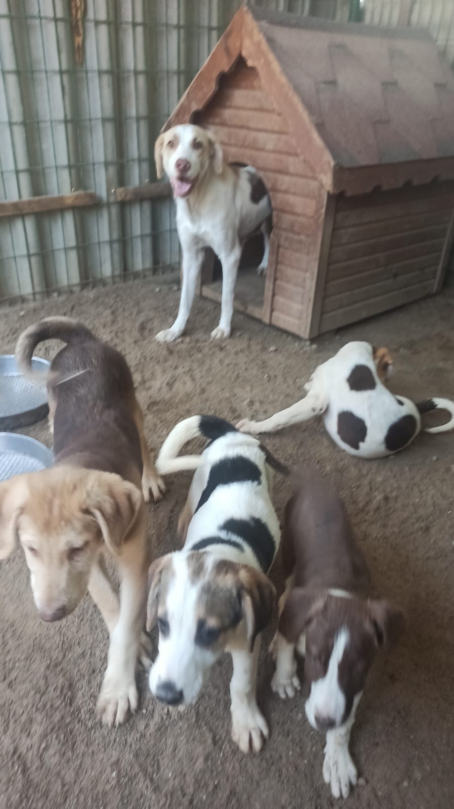 S U und ihre Kinder - die Hündin kam mit einem Hundetransport aus dem türk. Erdbebengebiet nach Pako S U und ihre Kinder - die Hündin kam mit einem Hundetransport aus dem türk. Erdbebengebiet nach Pako