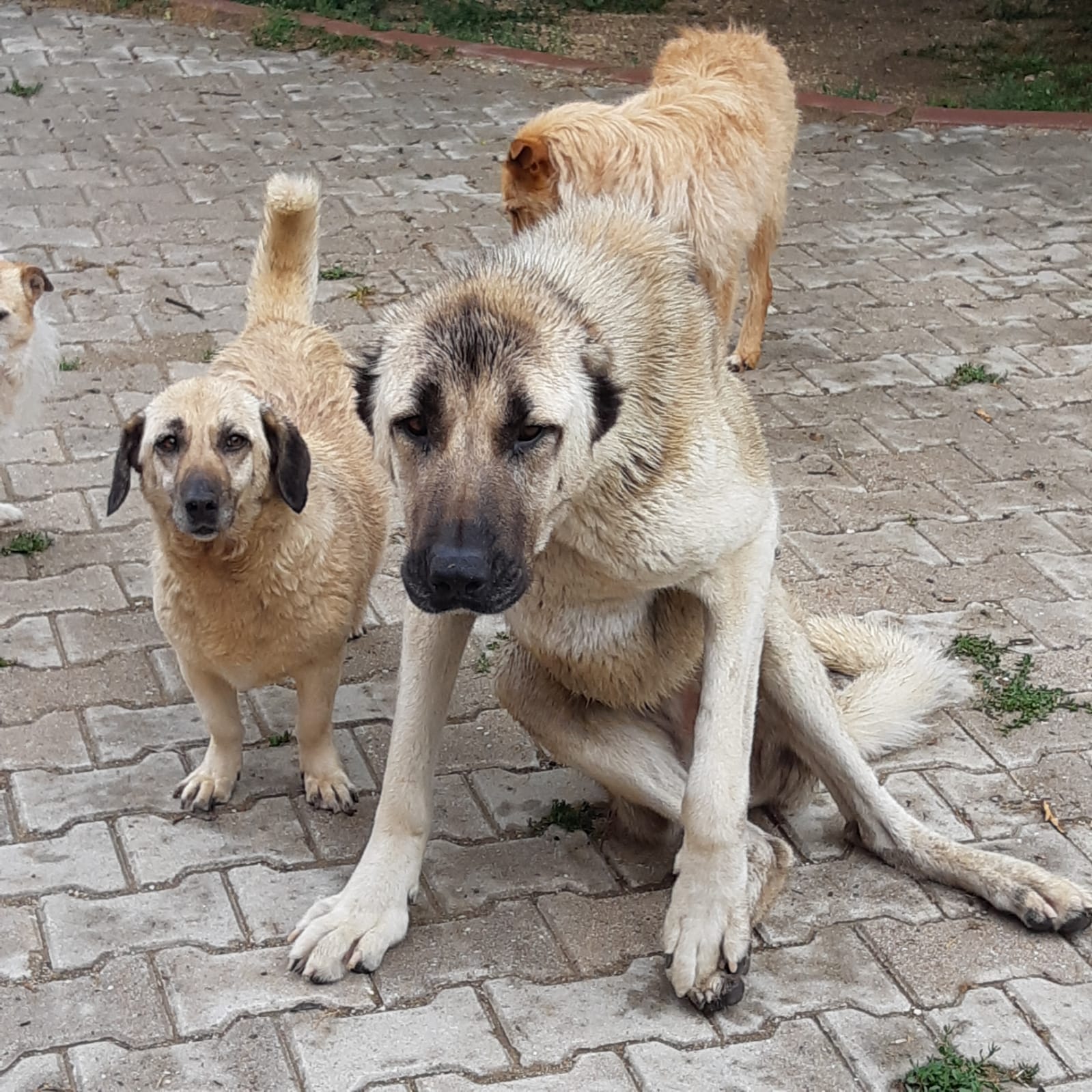 BIBI und OSCAR - 2 Freunde in Pako BIBI und OSCAR - 2 Freunde in Pako